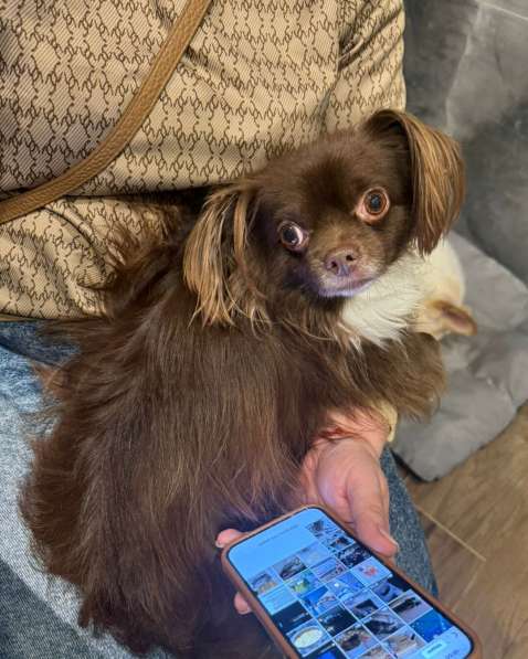 Шоколадная чихуахуа Алексей в добрые руки