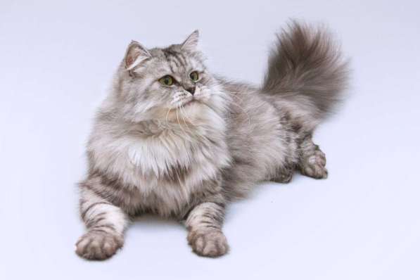 Яркая красавица кошка Мисо в добрые руки