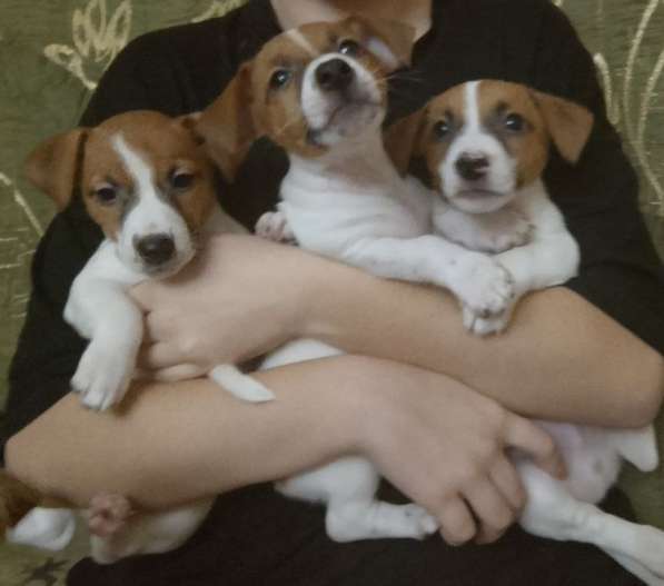 Продам щенков Джек Рассел терьер в 