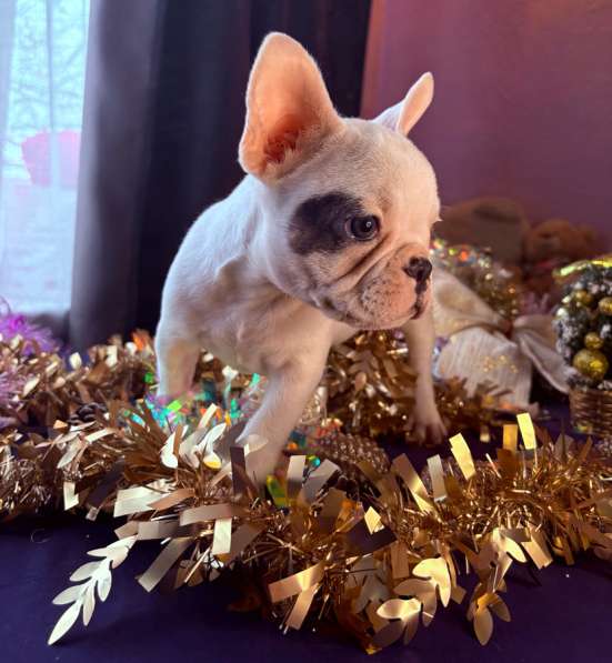 Французский бульдог в Уссурийске фото 4