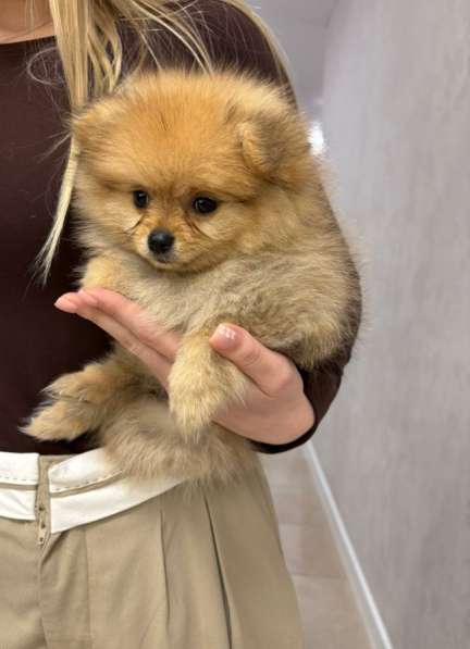 Померанский шпиц в Твери