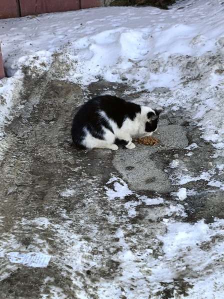 Кошка в добрые руки в Уфе фото 4