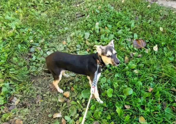 Домашний щенок от небольшой собачки в Санкт-Петербурге фото 9