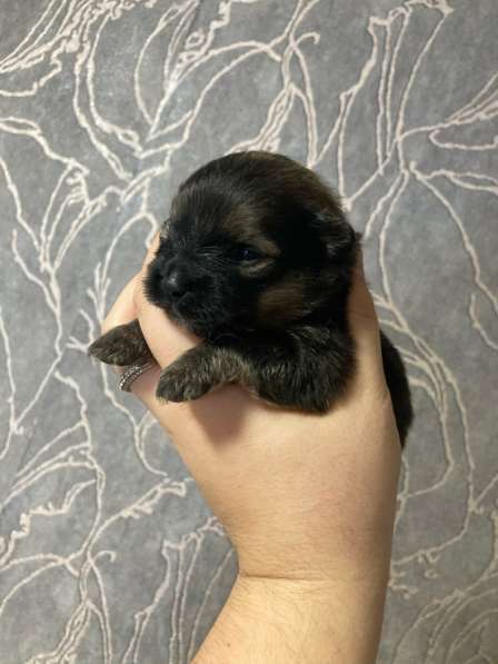 Продам щенков шпица в Иванове фото 4