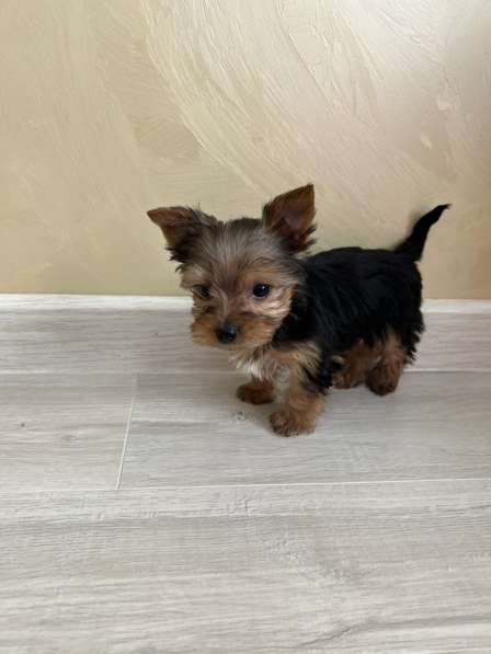 Йоркширский терьер мини в Геленджике фото 3