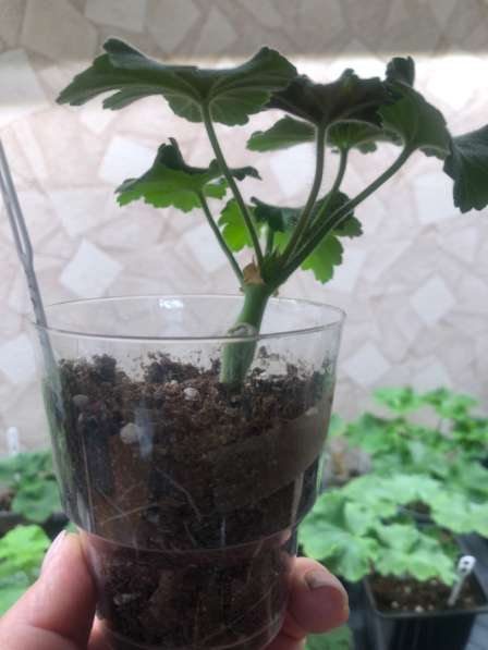 Сортовые пеларгонии в Брянске фото 5