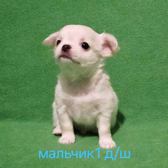 Очаровательный щенок чихуахуа в Москве фото 5