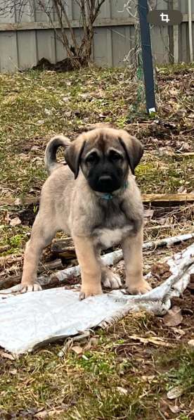 Щенки турецкого кангала в Москве фото 9