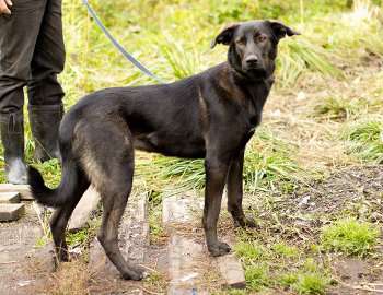 Багира, стерилизована, ищет дом в Санкт-Петербурге фото 5