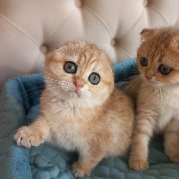 Вислоухие котята в Краснодаре фото 3