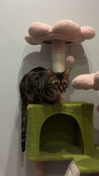 Кот бенгальский