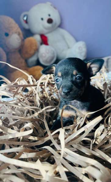 Той-терьер в Уссурийске фото 3