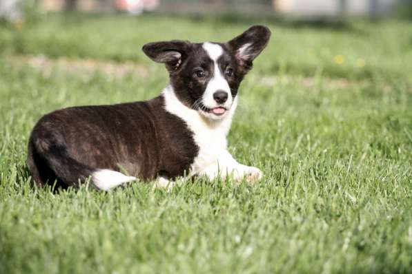 Щенок вельш корги кардиган в Москве фото 8