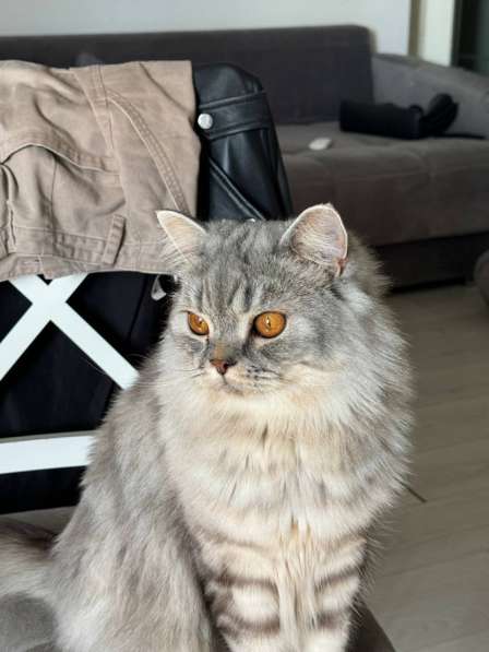 Кот в добрые руки в Самаре фото 5