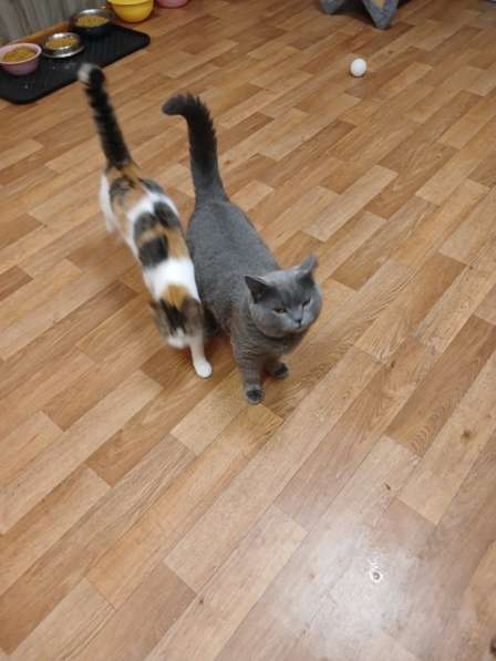 Британский кот Винтер ждет заботливых хозяев в Москве фото 3