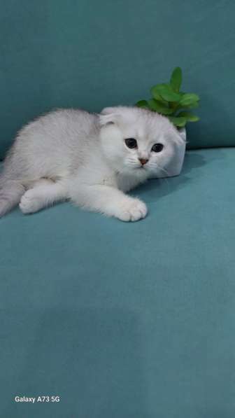 Кошки на продаже в Грозном фото 5