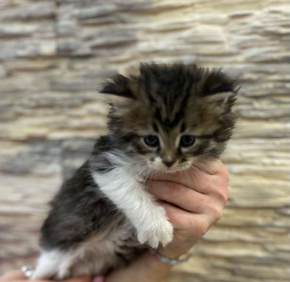 Отдам котят в Казани