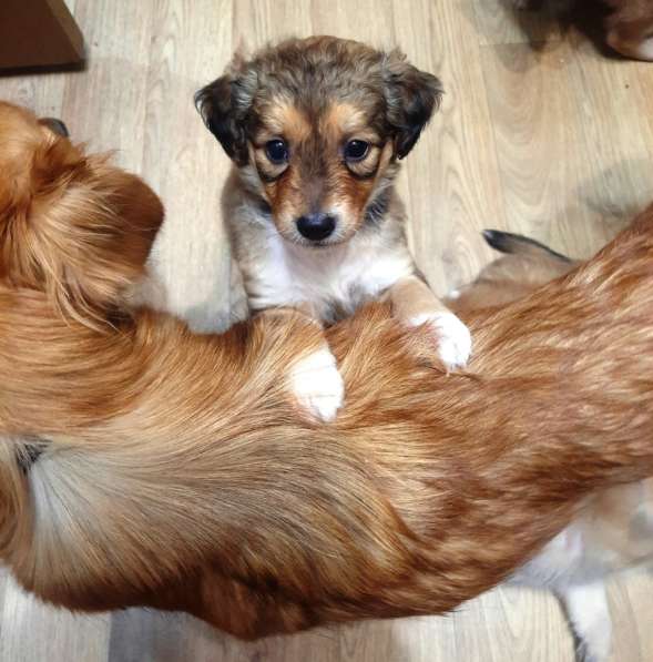 Милейшие щенки от домашней собачки в Иркутске фото 4