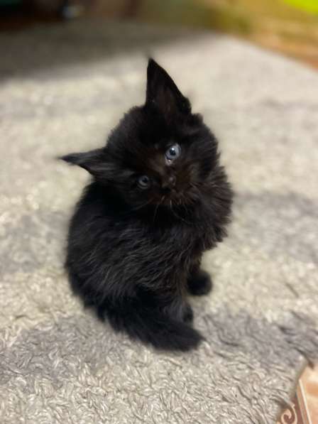 Продам котят майкуны