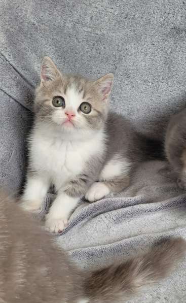 Котята шотландские Scottish Fold/Straight