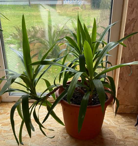 Цветы в Чехове фото 7