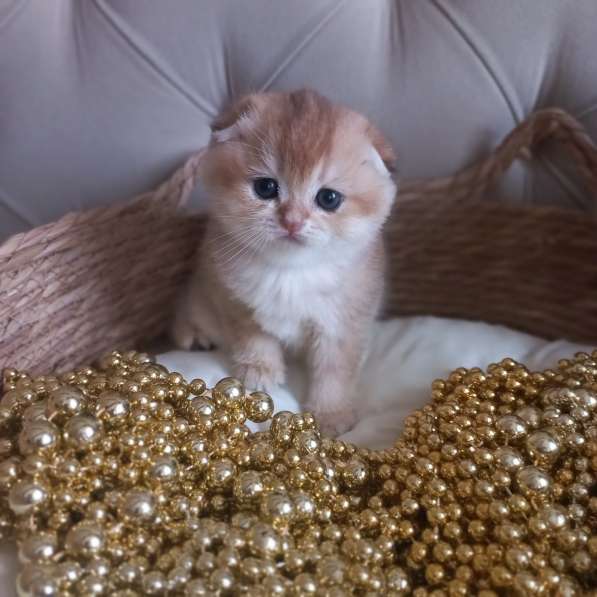 Золотая шиншилла в Краснодаре