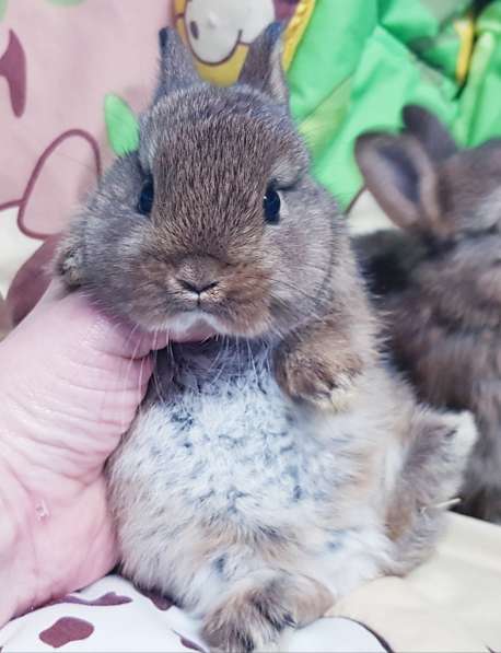 Карликовые кролики, крольчата в фото 3