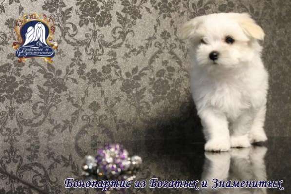 Продаются щенки мальтезе в Краснодаре