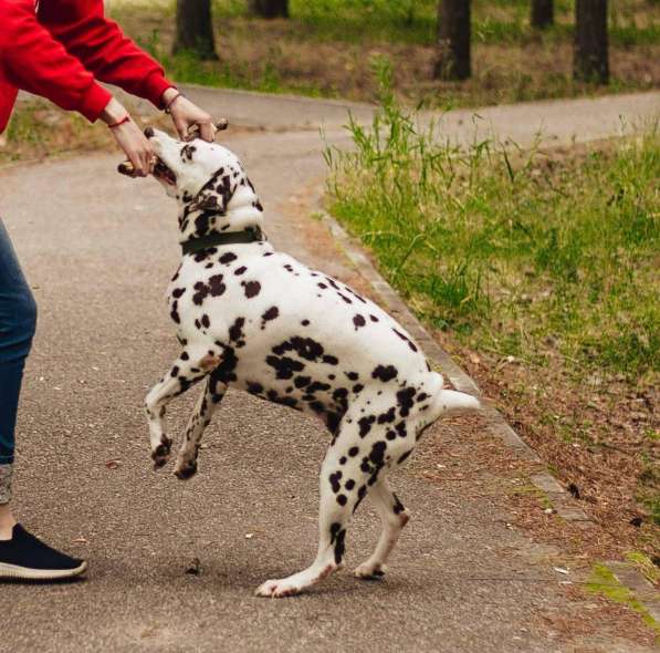 Молодая собака породы далматин ищет дом в Санкт-Петербурге фото 5