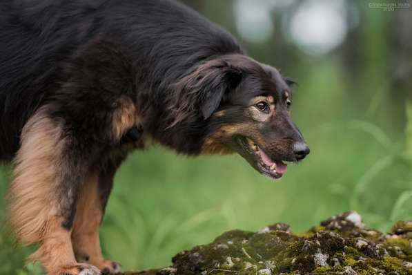 Собака-терапевт Пайпер ищет семью в Москве фото 23