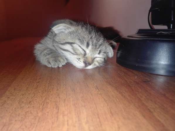 Бесплатно двух котят, вислоухих в фото 5