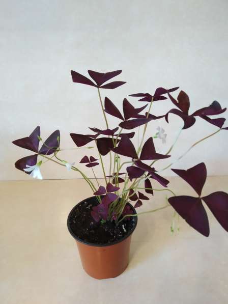 Оксалис Oxalis triangularis Cupido (кислица) в Санкт-Петербурге фото 5