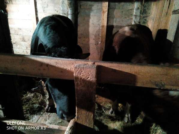 Продам быков от 500-700кг 8 шт в Волгограде