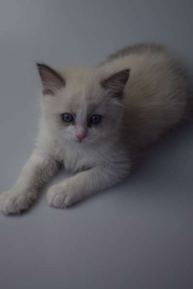 Котята Регдолл в Москве фото 27