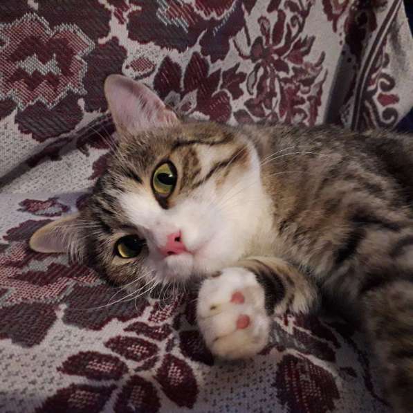 Котята в Перми фото 6