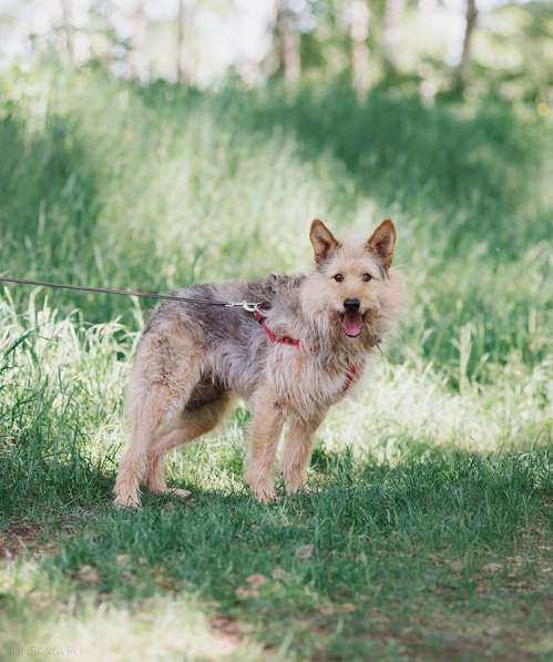 Трогательный Чарлик ищет дом в Москве фото 28