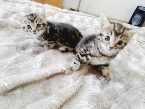 Продам котят Бенгалы в фото 11
