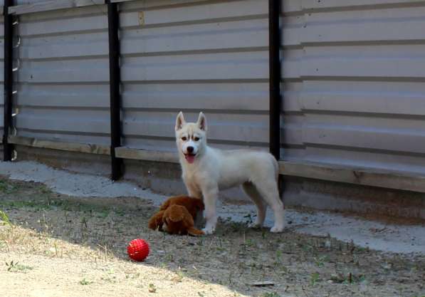 Продажа щенков Хаски в Новосибирске фото 31