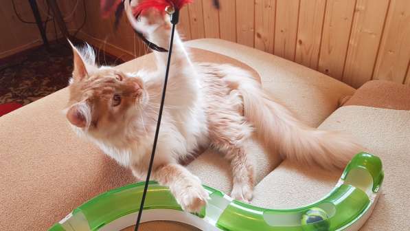 Продаётся красная на серебре кошечка мейн кун в Санкт-Петербурге фото 8