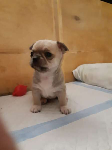 Щенки чихуахуа в Москве фото 11