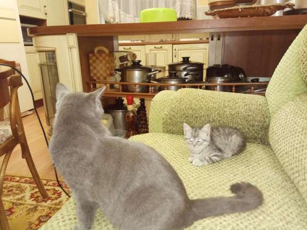 Котята ищут дом в Старом Осколе фото 3