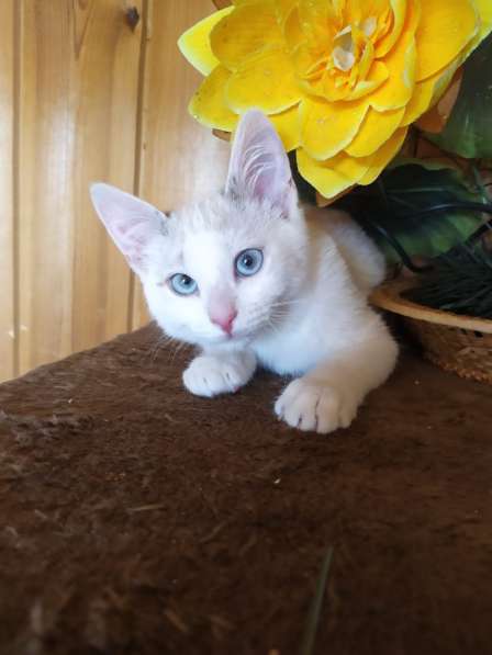 Лира - котенок метис тайской породы ищет дом в Москве