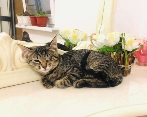 Мурлыка-котенок с дефектом глазика очень ищет дом в Санкт-Петербурге фото 26