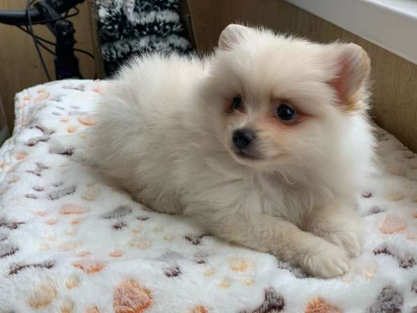 Шпиц в Москве фото 5