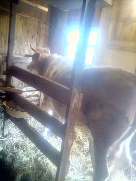 Продаётся стельная корова в Малоярославце фото 4
