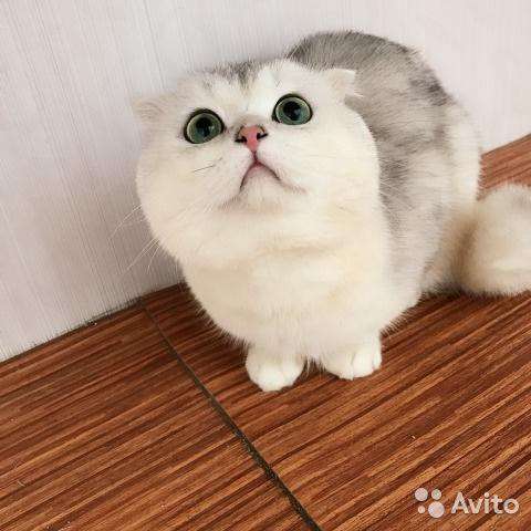 Вязка с вислоухим шиншилловым котом в Костроме фото 3