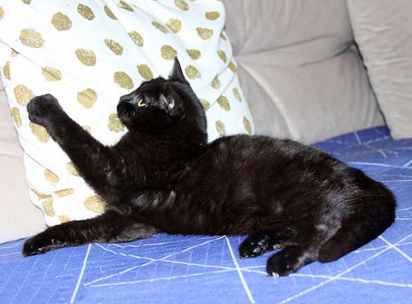 Черная жемчужина Бусинка, ласковый котенок-подросток в дар в Москве фото 4