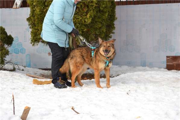 Молодая собачка Динга ищет семью в Москве фото 10