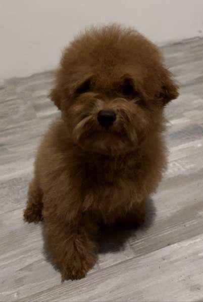 Toy puddle. Teddy bear. Red brown в 