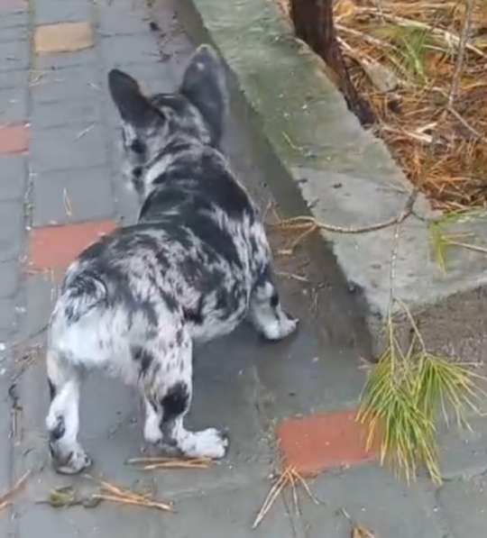 Французский бульдог. Blue dark merle в 